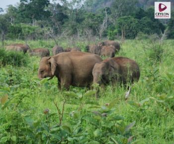 minneriya-national-park-elephant-safari