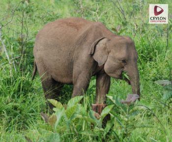 minneriya-national-park-elephant-safari