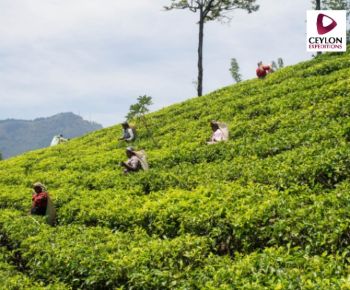 tea-estate-nuwara-eliya-Ceylon-expeditions-travels-sri-lanka